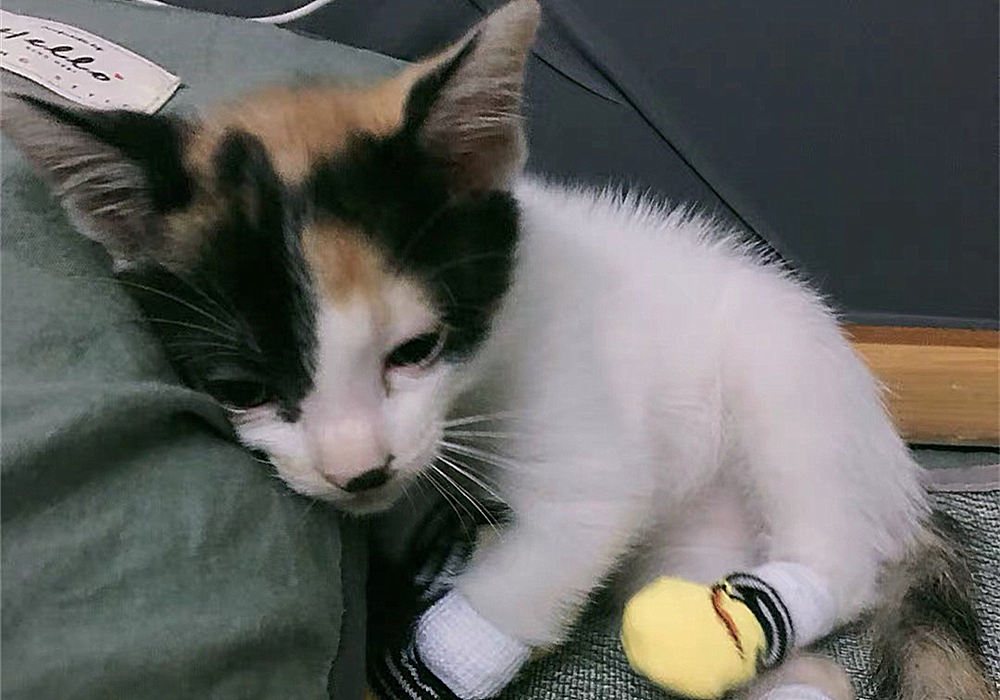  波斯猫尿血原因分析 _猫咪特发性膀胱炎：反复发作对策_猫咪自发性膀胱炎治疗 