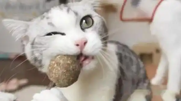 猫咪为什么爱闻花草_猫薄荷驱蚊效果_猫科动物猫薄荷反应