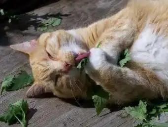 猫咪为什么爱闻花草_猫科动物猫薄荷反应_猫薄荷驱蚊效果