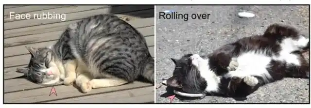 猫咪为什么爱闻花草_猫薄荷驱蚊效果_猫科动物猫薄荷反应