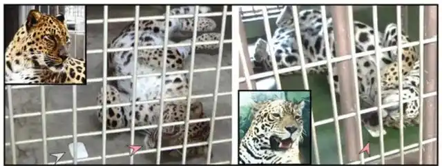 猫咪为什么爱闻花草_猫薄荷驱蚊效果_猫科动物猫薄荷反应
