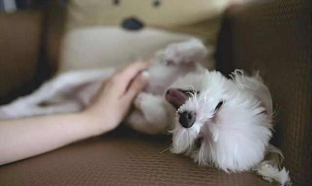 开学第一课 六招让狗狗从“抗拒”到“享受”