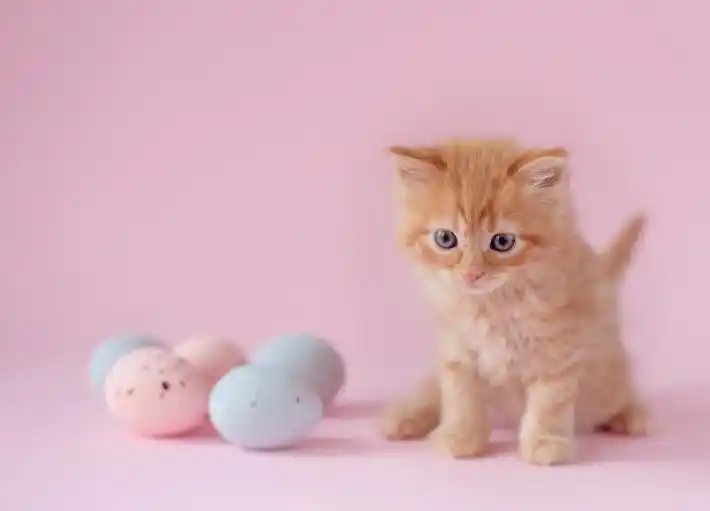 日本猫咪文化_“吸猫”现象分析_猫咪为什么爱闻花草