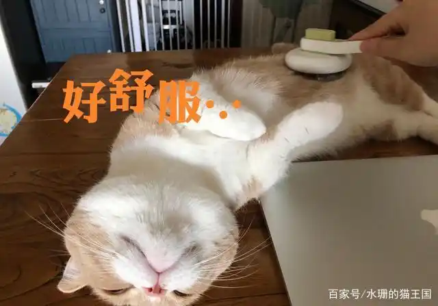 为什么猫咪不喜欢让你梳毛？给猫咪梳毛请遵循这些规则-派特超人-宠物