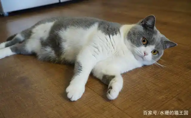训练小鸟不抗拒梳毛_猫咪梳毛抗拒原因_猫咪梳毛好处