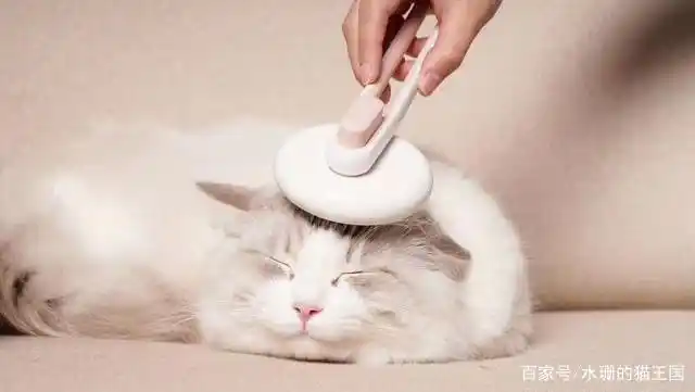 训练小鸟不抗拒梳毛_猫咪梳毛好处_猫咪梳毛抗拒原因