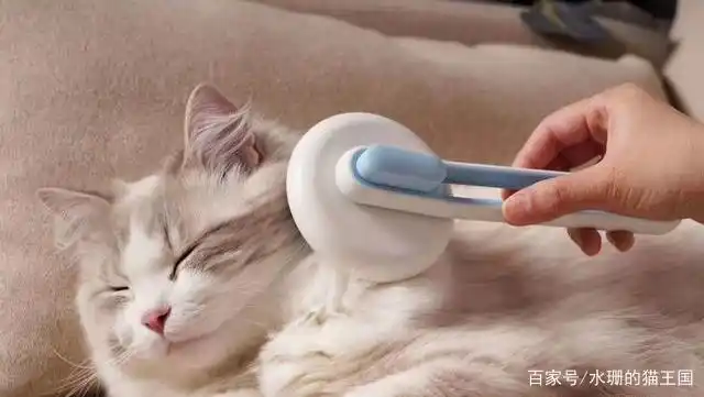 猫咪梳毛好处_训练小鸟不抗拒梳毛_猫咪梳毛抗拒原因