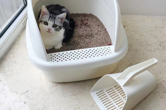 定期清理猫砂盆卫生_猫咪日常清洁全攻略_培养猫咪用猫砂习惯
