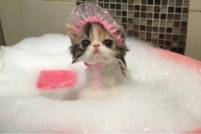 定期清理猫砂盆卫生_猫咪日常清洁全攻略_培养猫咪用猫砂习惯