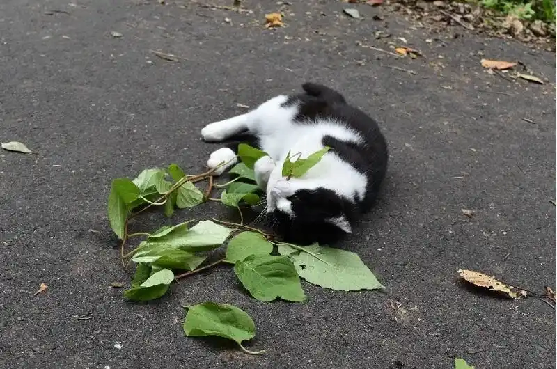 猫咪猫薄荷驱虫特性_猫咪为什么爱闻花草_银藤荆芥内酯驱蚊研究