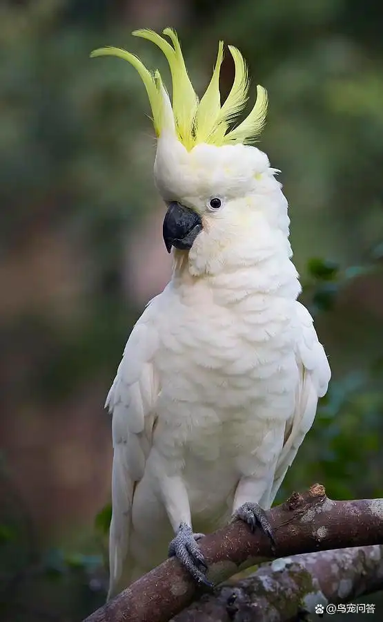 如何使用替代行为改善鹦鹉拔毛-派特超人-宠物