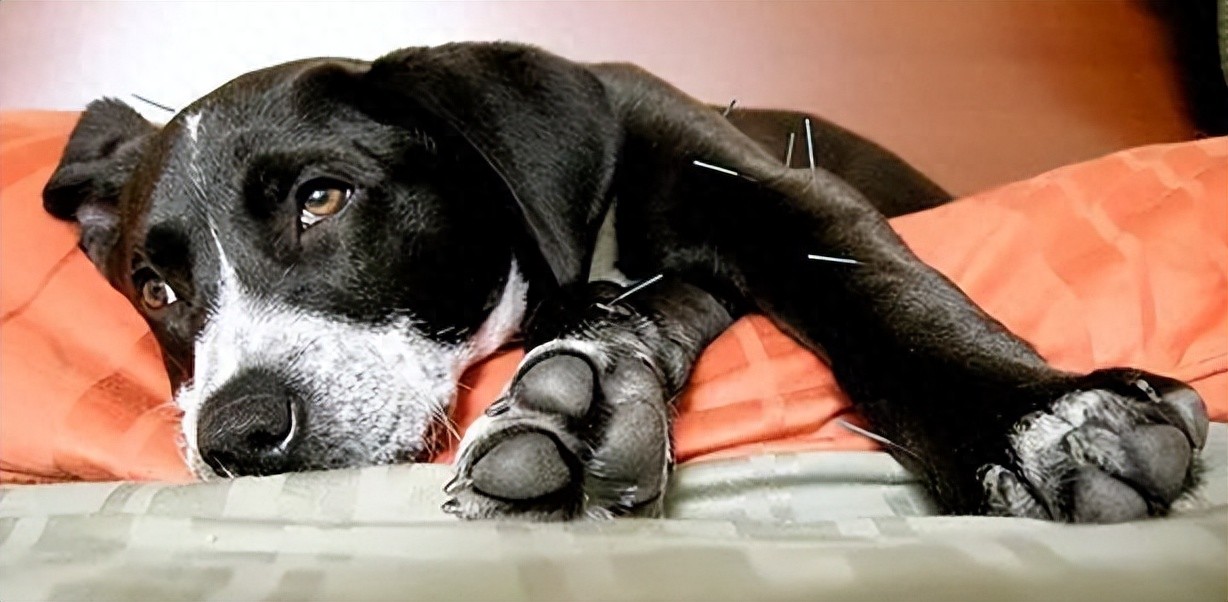 狗狗关节出现问题了怎么办？特别是退化性关节炎与膝关节异位！-派特超人-宠物