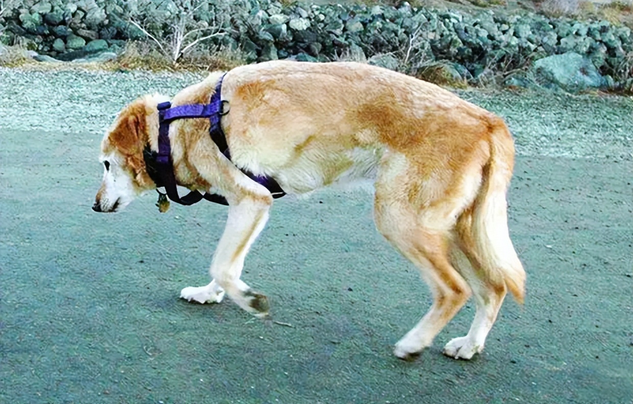 小型犬膝关节异位症状_狗狗关节异响？软骨磨损和发育问题_狗狗退化性关节炎治疗