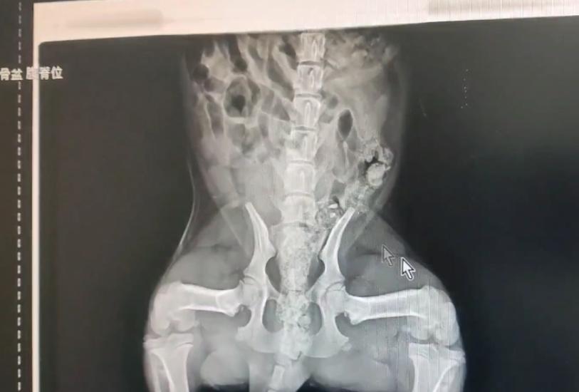 狗狗退化性关节炎治疗_小型犬膝关节异位症状_狗狗关节异响？软骨磨损和发育问题