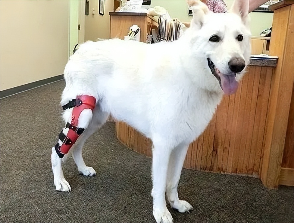 狗狗退化性关节炎治疗_小型犬膝关节异位症状_狗狗关节异响？软骨磨损和发育问题