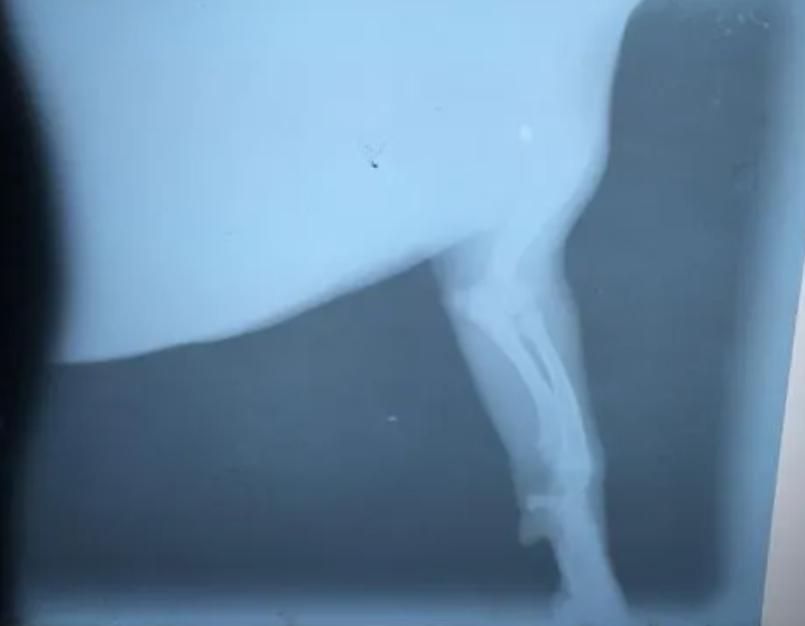 狗狗关节异响？软骨磨损和发育问题_狗狗退化性关节炎治疗_小型犬膝关节异位症状