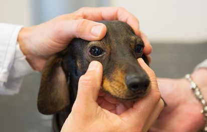 狗狗青光眼的治疗方法是什么？来看看吧-派特超人-宠物