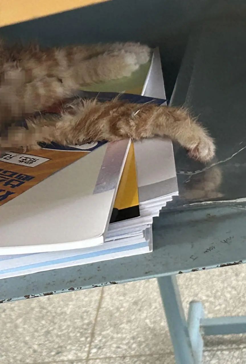 铜陵职业技术学院虐猫事件_流浪猫尸首分离事件_猫咪遗体处理方式