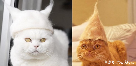 猫咪很抗拒梳毛怎么办？-派特超人-宠物