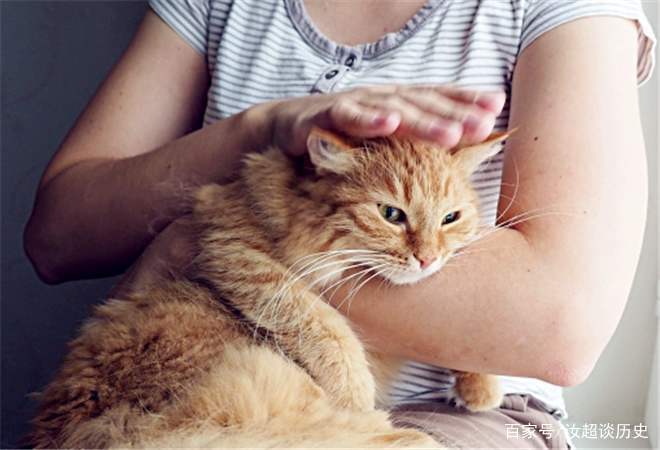 猫咪梳毛技巧_猫咪梳毛习惯培养_训练小鸟不抗拒梳毛