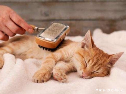猫咪梳毛技巧_训练小鸟不抗拒梳毛_猫咪梳毛习惯培养