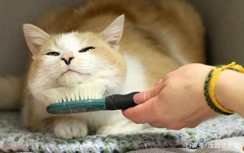 猫咪梳毛习惯培养_猫咪梳毛技巧_训练小鸟不抗拒梳毛