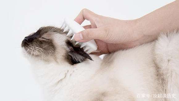 猫咪梳毛习惯培养_猫咪梳毛技巧_训练小鸟不抗拒梳毛