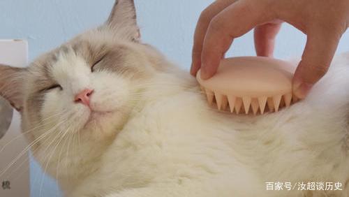 猫咪梳毛技巧_猫咪梳毛习惯培养_训练小鸟不抗拒梳毛