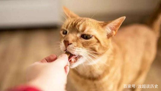 猫咪梳毛技巧_训练小鸟不抗拒梳毛_猫咪梳毛习惯培养