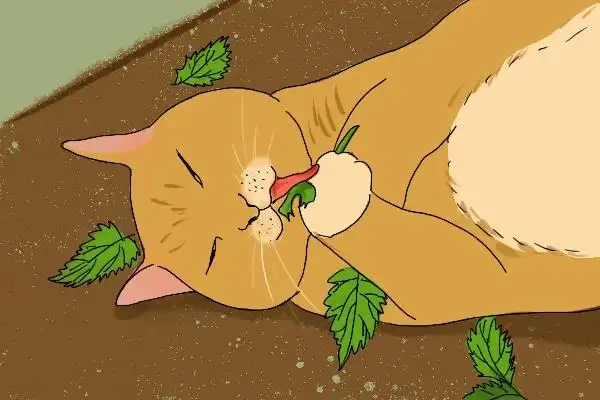 猫薄荷植物特点_猫咪为什么爱闻花草_猫薄荷对猫的刺激作用