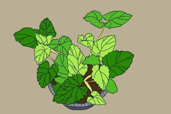 猫咪为什么爱闻花草_猫薄荷植物特点_猫薄荷对猫的刺激作用