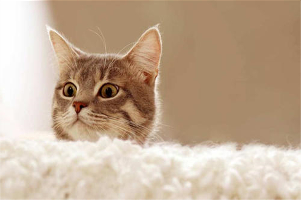 狗狗脖子肿了怎么办-派特超人-宠物