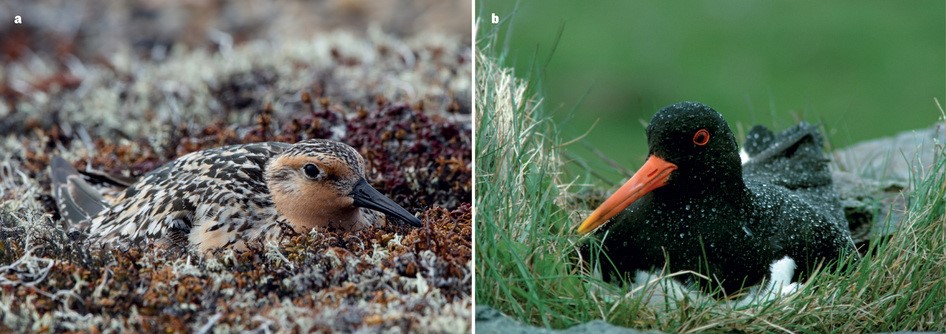 生物节律：野外时分-派特超人-宠物