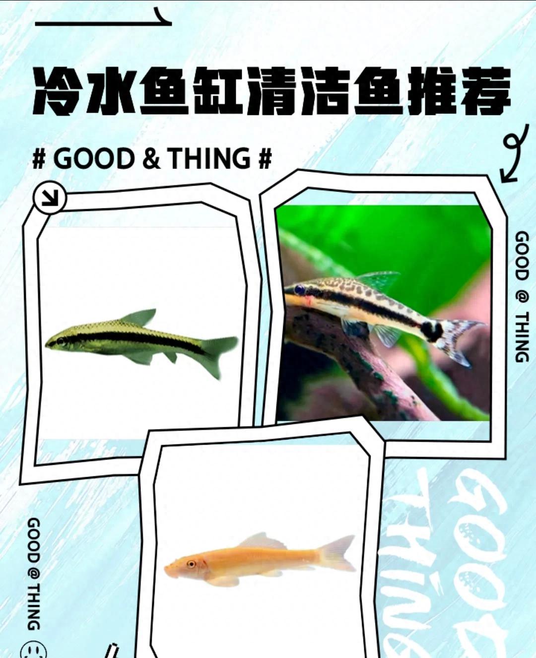 鱼缸清洁的10种常见错误，第3个你肯定中招了！-派特超人-宠物