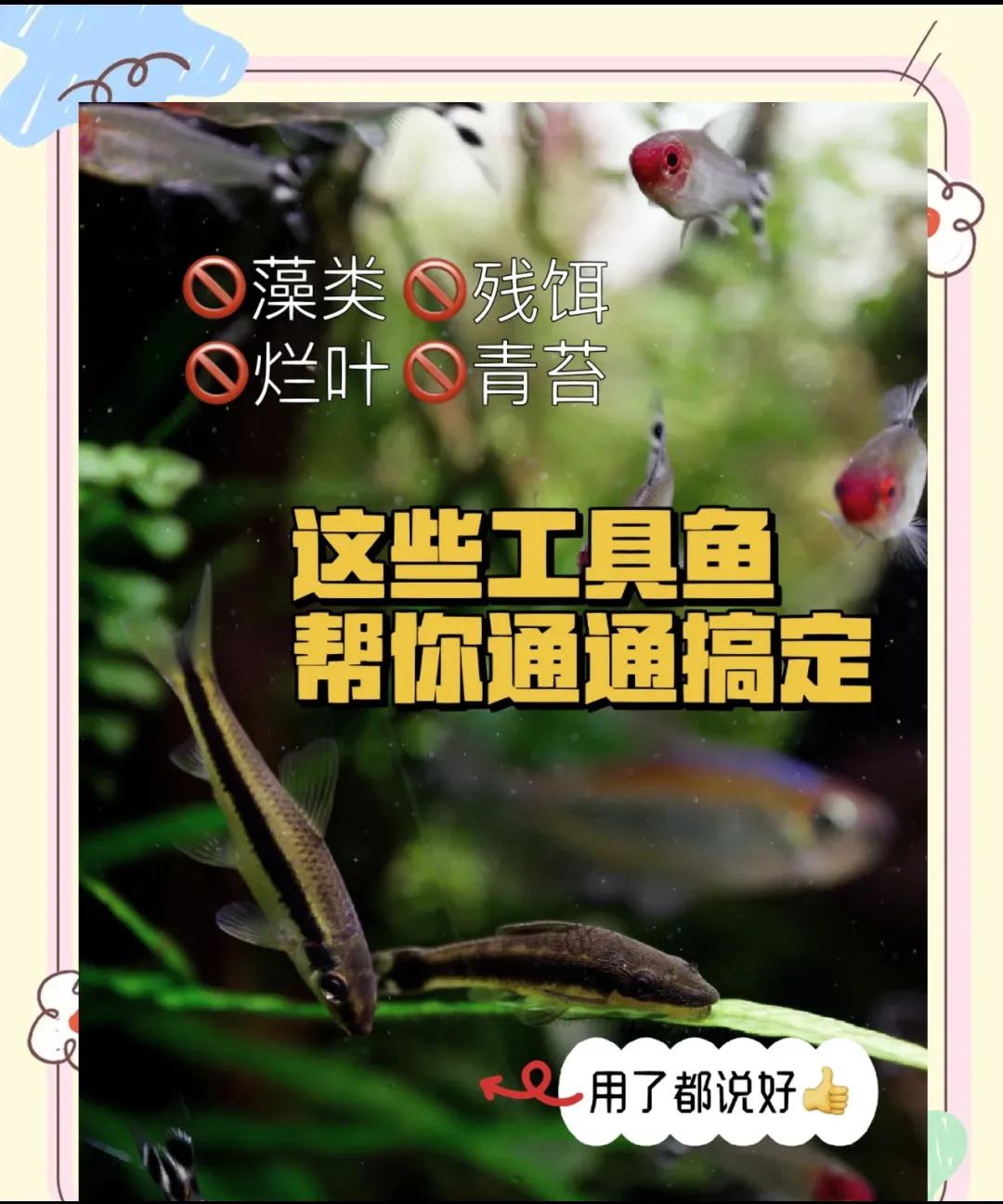 鱼缸水质保养的5个常见误区_鱼缸清洁常见错误_养鱼新手水质管理