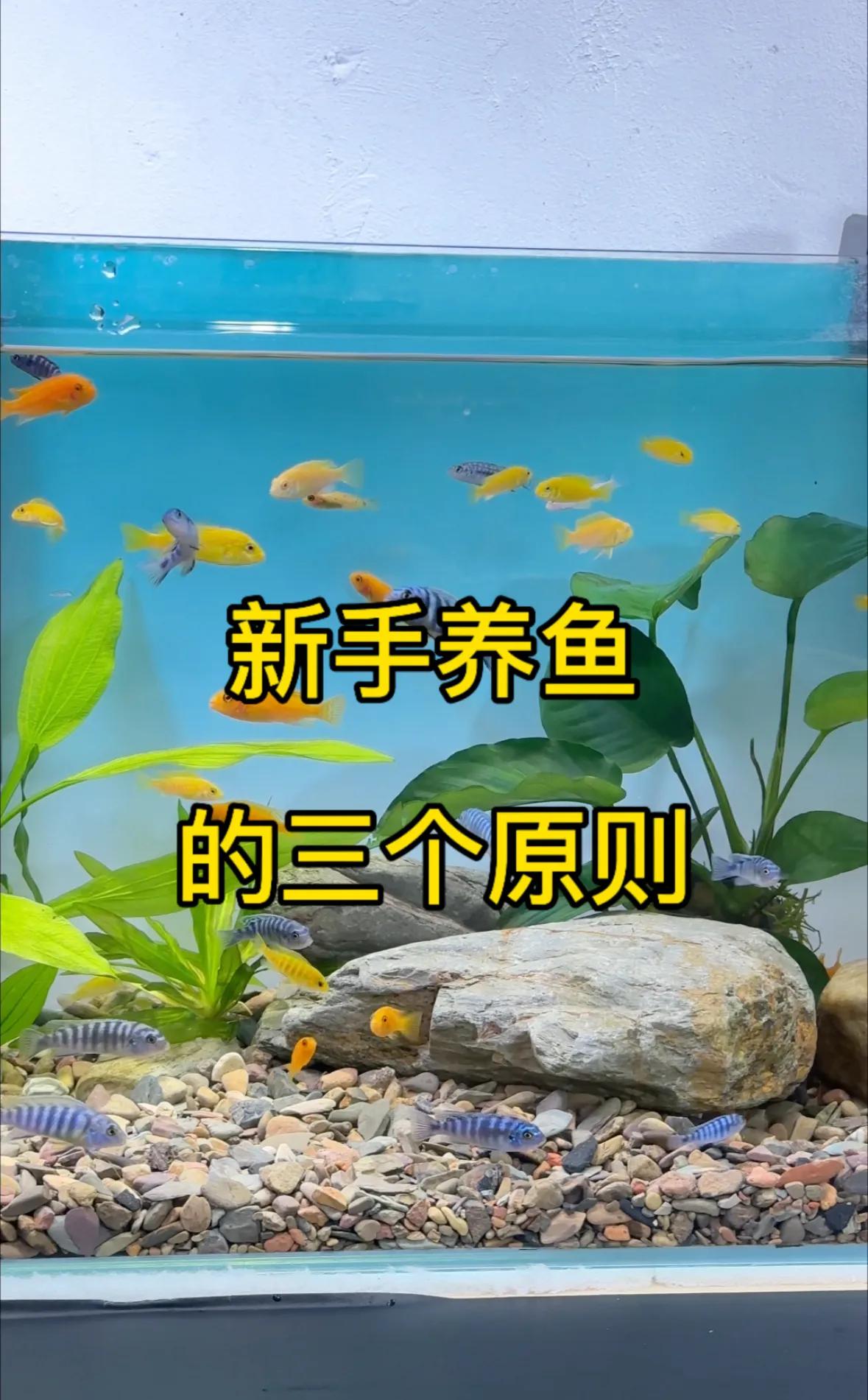 鱼缸布置禁忌_鱼缸水质保养的5个常见误区_水循环和氧气供给