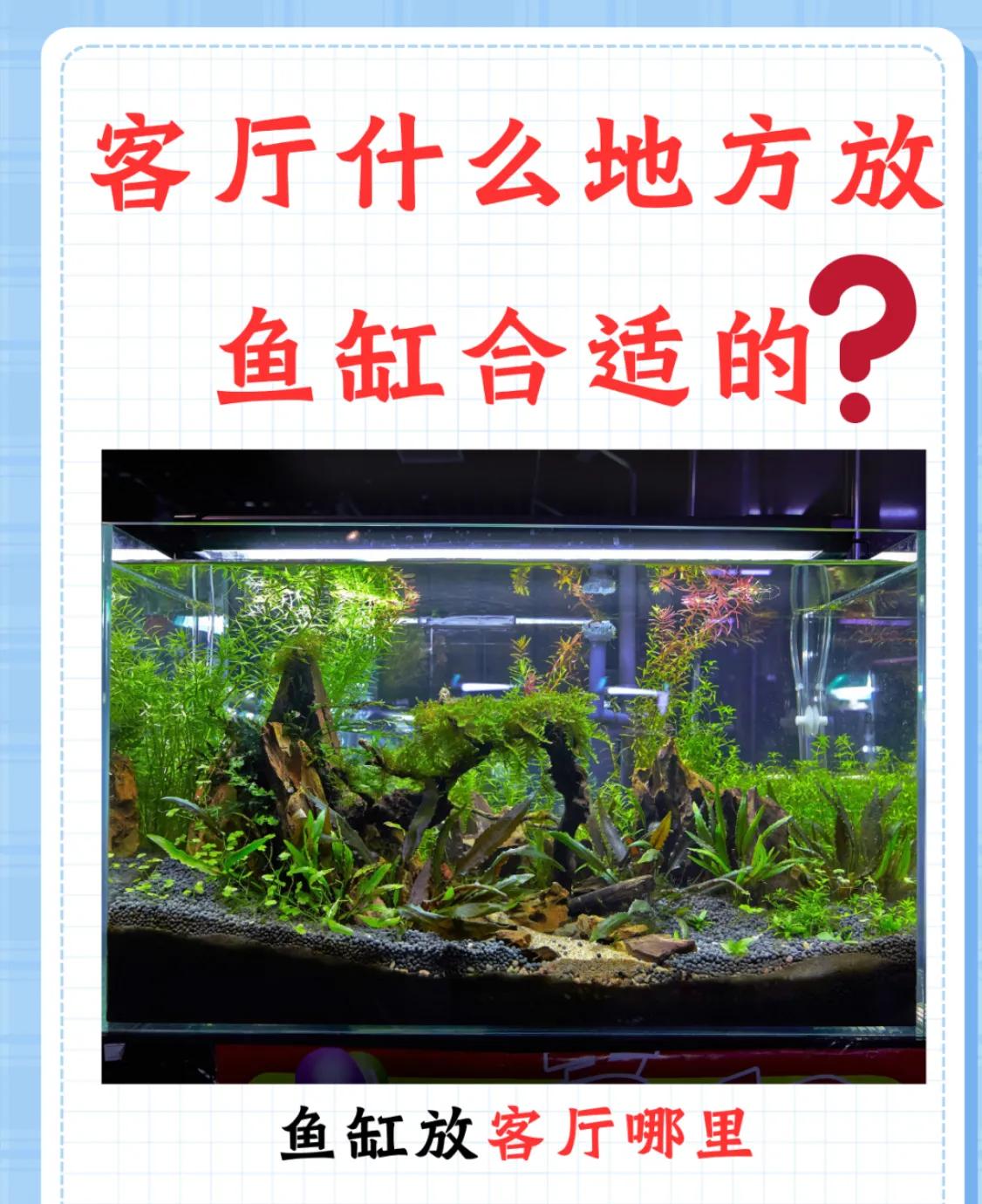 水循环和氧气供给_鱼缸水质保养的5个常见误区_鱼缸布置禁忌