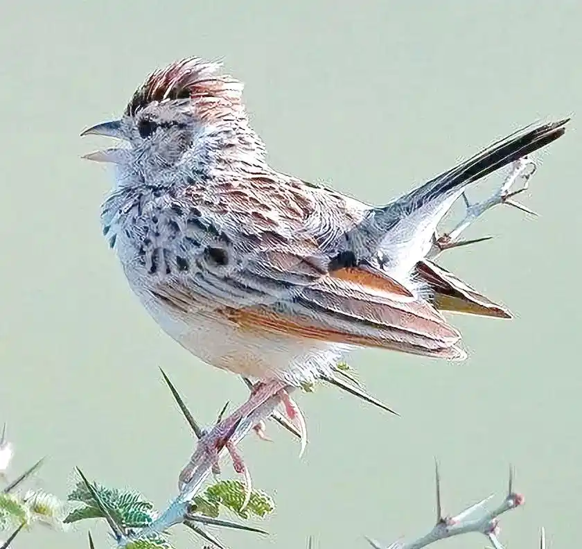 从雏鸟到表演鹦鹉的训练指南-派特超人-宠物
