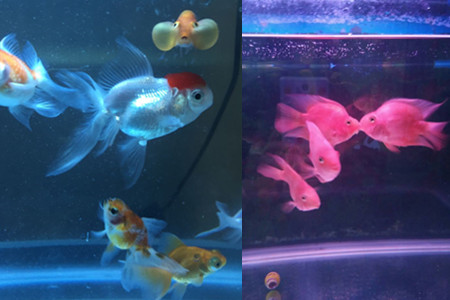 【图】金鱼怎么养状态才好 常见技巧分享给你-派特超人-宠物