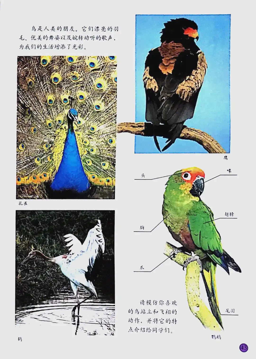 鸟的美感教学设计_小学美术鸟的观察与讨论_如何教会小鸟识别形状