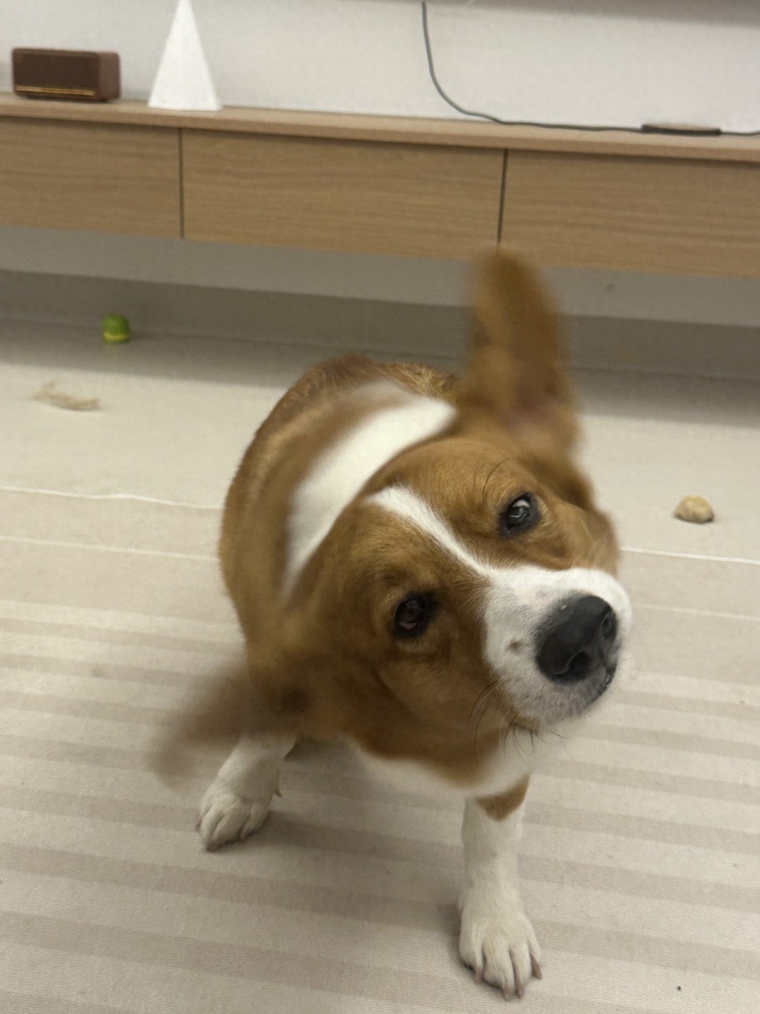 狗狗总是摇头甩耳朵?别忽视!可能是它在向你求救!-派特超人-宠物