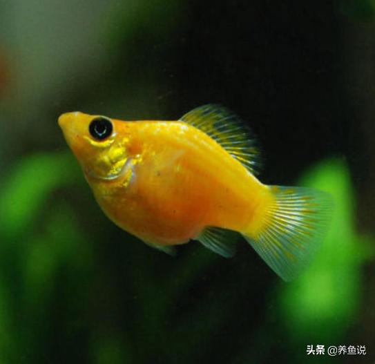 观赏鱼颜色变浅不一定生病,跟鱼缸环境有关,鱼类也是水中变色龙-派特超人-宠物