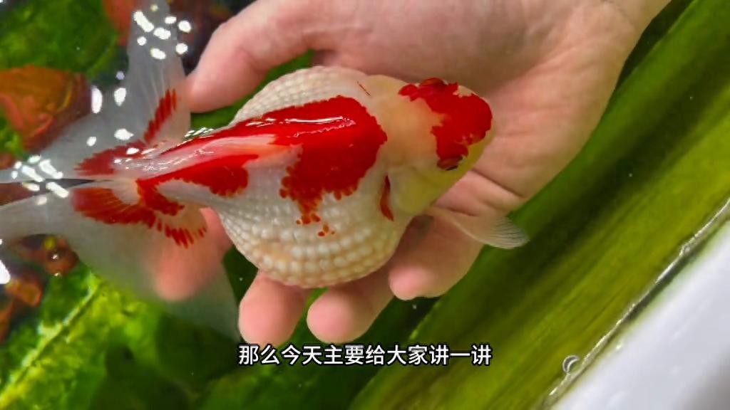 金鱼为什么会褪色,如何给鱼保色 #泰狮-派特超人-宠物