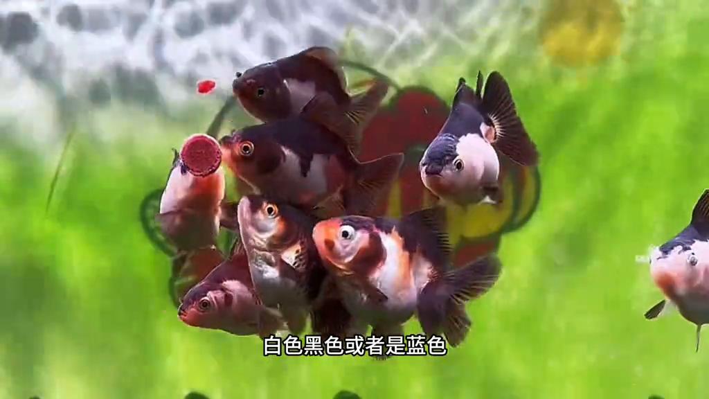 鱼体色突然变淡的潜在原因_金鱼增色方法_金鱼褪色原因