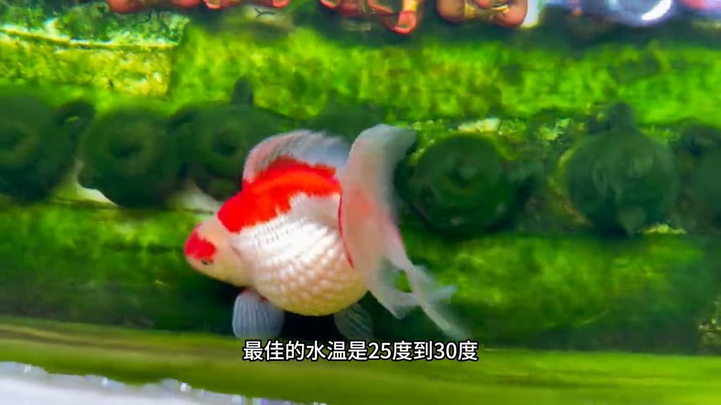 金鱼增色方法_鱼体色突然变淡的潜在原因_金鱼褪色原因
