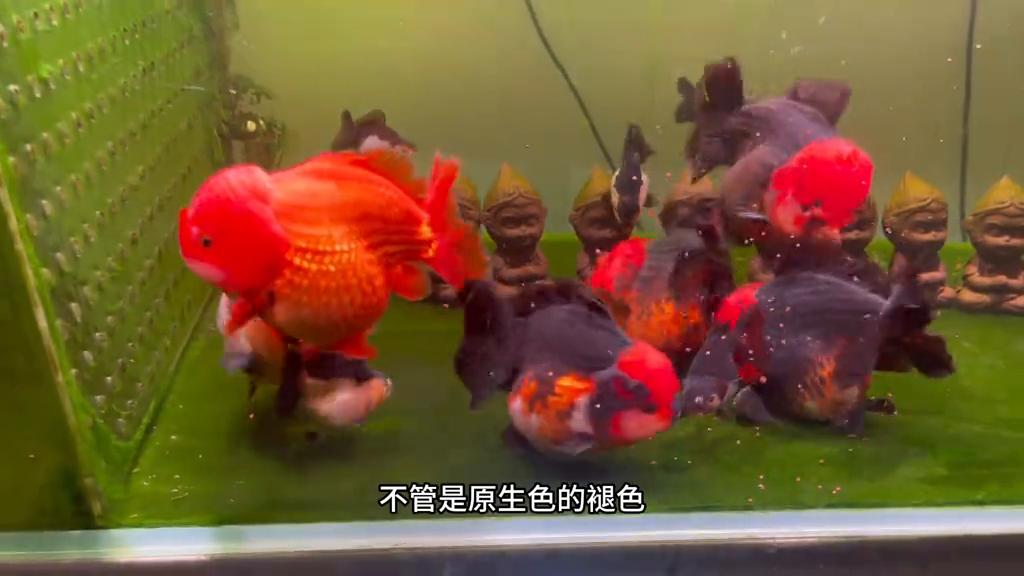 鱼体色突然变淡的潜在原因_金鱼褪色原因_金鱼增色方法