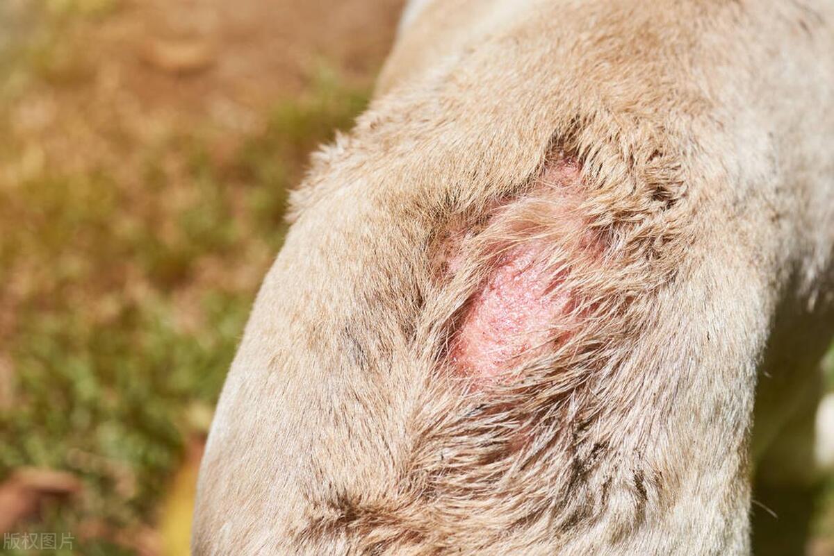 疥螨治疗方法_犬疥螨症状与诊断_狗狗总是挠耳朵？耳螨和过敏的区分方法
